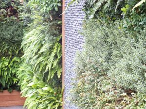 Aralia, Chelsea Creek Dockside House London Roof Terraces, Contemporary Gardens, Urban Gardens, Commercial Gardens, Green Wall, Award winning